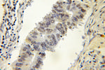 DNAJC1 Antibody in Immunohistochemistry (Paraffin) (IHC (P))