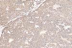 DNAJC1 Antibody in Immunohistochemistry (Paraffin) (IHC (P))