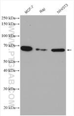 DNAJC1 Antibody in Western Blot (WB)