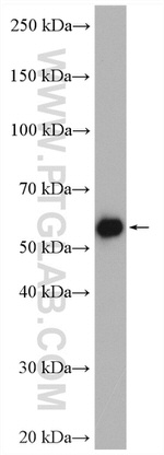 DNAJC1 Antibody in Western Blot (WB)