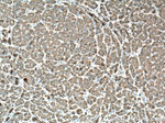 Cytochrome b5 Antibody in Immunohistochemistry (Paraffin) (IHC (P))