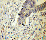 DPH2 Antibody in Immunohistochemistry (Paraffin) (IHC (P))