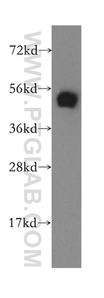 DPH2 Antibody in Western Blot (WB)