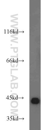 PINX1 Antibody in Western Blot (WB)