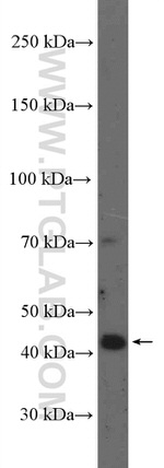 PINX1 Antibody in Western Blot (WB)