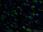 Sortilin Antibody in Immunohistochemistry (PFA fixed) (IHC (PFA))