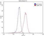 Sortilin Antibody in Flow Cytometry (Flow)