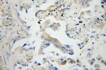 Sortilin Antibody in Immunohistochemistry (Paraffin) (IHC (P))