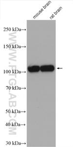 Sortilin Antibody in Western Blot (WB)