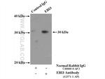 EBI3 Antibody in Immunoprecipitation (IP)