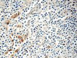 IL33 Antibody in Immunohistochemistry (Paraffin) (IHC (P))