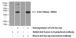 IL33 Antibody in Western Blot (WB)