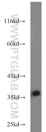 IL33 Antibody in Western Blot (WB)