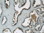 COX2 Antibody in Immunohistochemistry (Paraffin) (IHC (P))