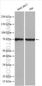 COX2 Antibody in Western Blot (WB)