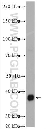 TALDO1 Antibody in Western Blot (WB)