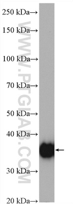 TALDO1 Antibody in Western Blot (WB)