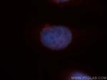 HDGFRP3 Antibody in Immunocytochemistry (ICC/IF)