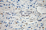 HDGFRP3 Antibody in Immunohistochemistry (Paraffin) (IHC (P))