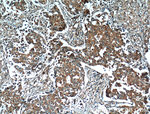 14-3-3 gamma Antibody in Immunohistochemistry (Paraffin) (IHC (P))