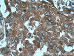 14-3-3 gamma Antibody in Immunohistochemistry (Paraffin) (IHC (P))