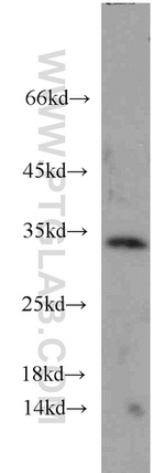 14-3-3 gamma Antibody in Western Blot (WB)