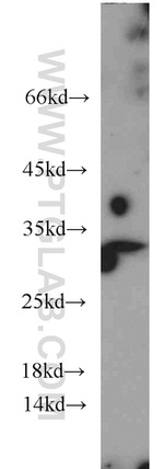 14-3-3 gamma Antibody in Western Blot (WB)