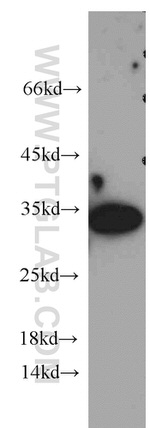 14-3-3 gamma Antibody in Western Blot (WB)