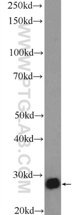 14-3-3 gamma Antibody in Western Blot (WB)