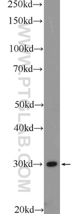 14-3-3 gamma Antibody in Western Blot (WB)