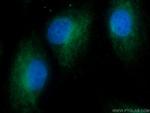 14-3-3 gamma Antibody in Immunocytochemistry (ICC/IF)