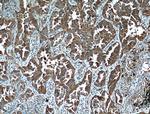 14-3-3 gamma Antibody in Immunohistochemistry (Paraffin) (IHC (P))