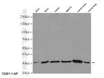 14-3-3 gamma Antibody in Western Blot (WB)