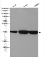 14-3-3 gamma Antibody in Western Blot (WB)