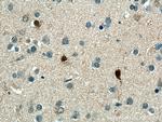 CA8 Antibody in Immunohistochemistry (Paraffin) (IHC (P))