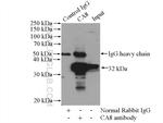 CA8 Antibody in Immunoprecipitation (IP)