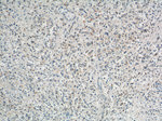 COPG Antibody in Immunohistochemistry (Paraffin) (IHC (P))