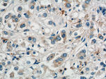 COPG Antibody in Immunohistochemistry (Paraffin) (IHC (P))