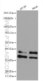 UNG Antibody in Western Blot (WB)