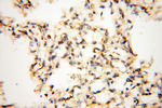 MAT1A Antibody in Immunohistochemistry (Paraffin) (IHC (P))