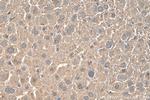 MAT1A Antibody in Immunohistochemistry (Paraffin) (IHC (P))