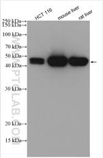 MAT1A Antibody in Western Blot (WB)