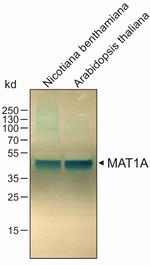 MAT1A Antibody in Western Blot (WB)