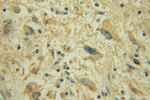 DPM1 Antibody in Immunohistochemistry (Paraffin) (IHC (P))