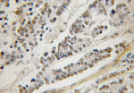 NUP133 Antibody in Immunohistochemistry (Paraffin) (IHC (P))