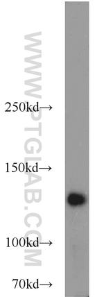 NUP133 Antibody in Western Blot (WB)