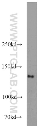 NUP133 Antibody in Western Blot (WB)