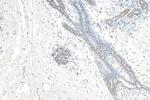 APPBP2 Antibody in Immunohistochemistry (Paraffin) (IHC (P))