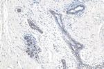 APPBP2 Antibody in Immunohistochemistry (Paraffin) (IHC (P))