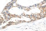 APPBP2 Antibody in Immunohistochemistry (Paraffin) (IHC (P))